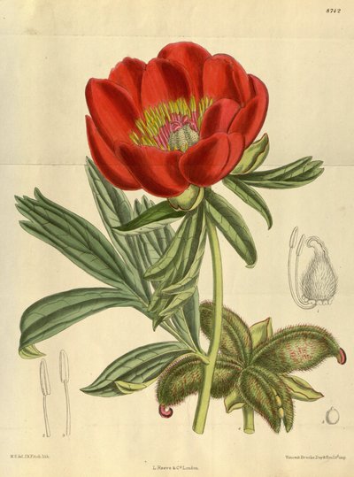 Paeonia peregrina, Paeoniaceae by J.N. Fitch